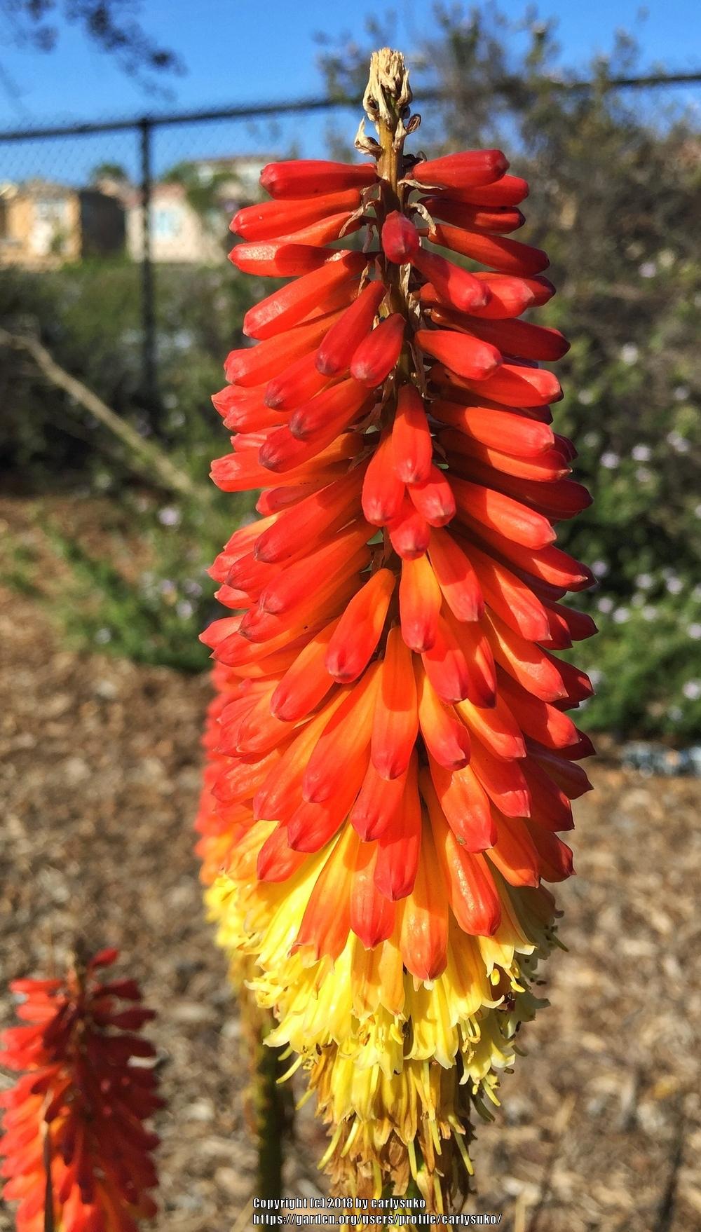 Photo of Torch Lilies (Kniphofia) uploaded by carlysuko