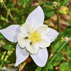 Location: Botanical Gardens of the State of Georgia...Athens, Ga
Date: 2018-04-21
White Columbine 006