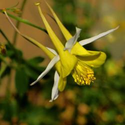 Location: Botanical Gardens of the State of Georgia...Athens, Ga
Date: 2018-04-21
White And Yellow Columbine 002