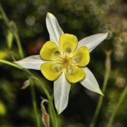 Location: Botanical Gardens of the State of Georgia...Athens, Ga
Date: 2018-04-21
White And Yellow Columbine 001