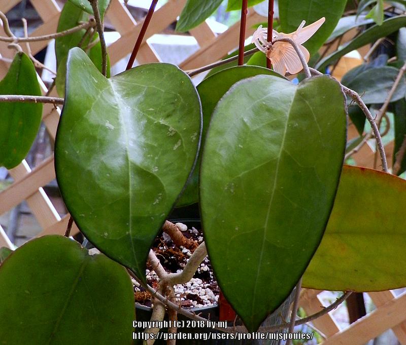 Photo of Wax Plant (Hoya fuscomarginata) uploaded by mjsponies