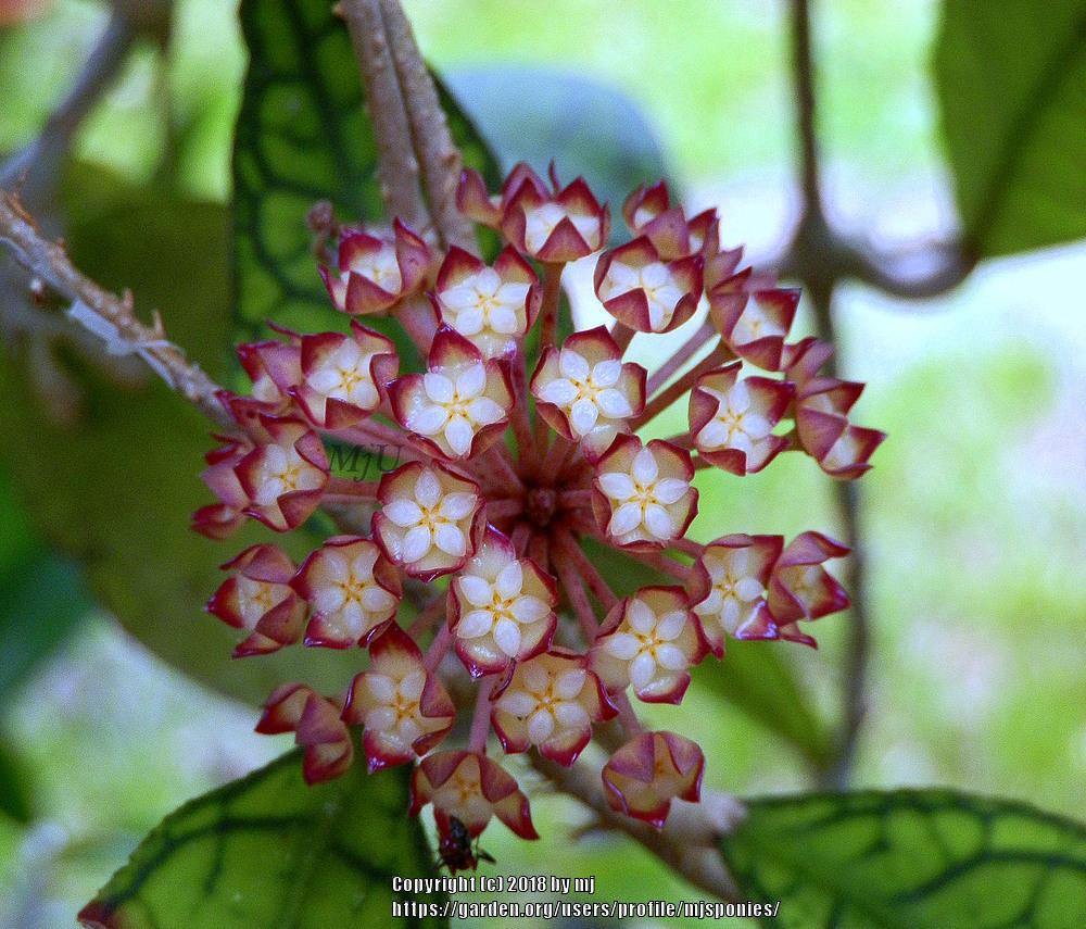 Photo of Wax Plant (Hoya finlaysonii 'Ripple Leaf') uploaded by mjsponies