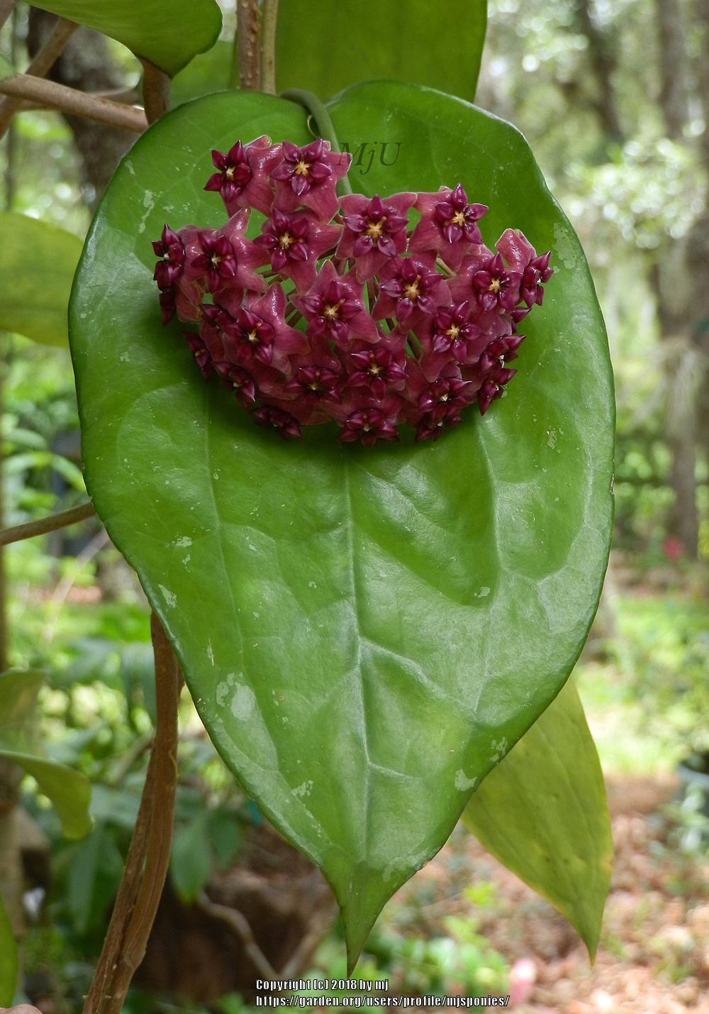 Photo of Wax Plant (Hoya purpureofusca) uploaded by mjsponies