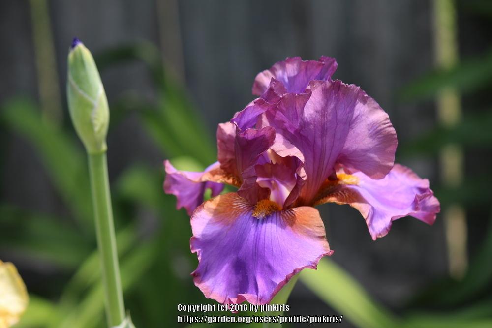 Photo of Tall Bearded Iris (Iris 'Ididit') uploaded by pinkiris