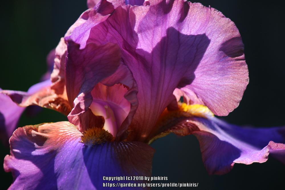 Photo of Tall Bearded Iris (Iris 'Ididit') uploaded by pinkiris