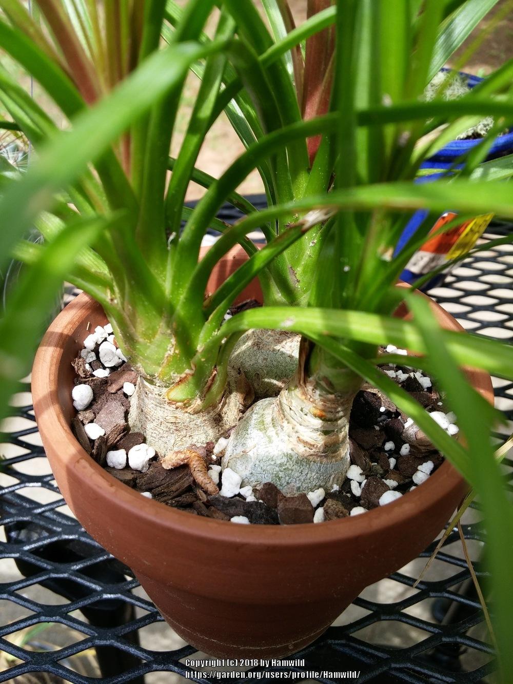 Photo of Ponytail Palm (Beaucarnea recurvata) uploaded by Hamwild