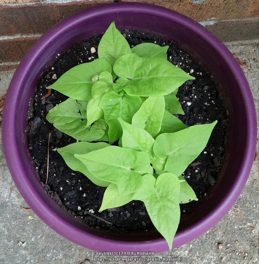 Sweet Potatoes Plant Care and Collection of Varieties