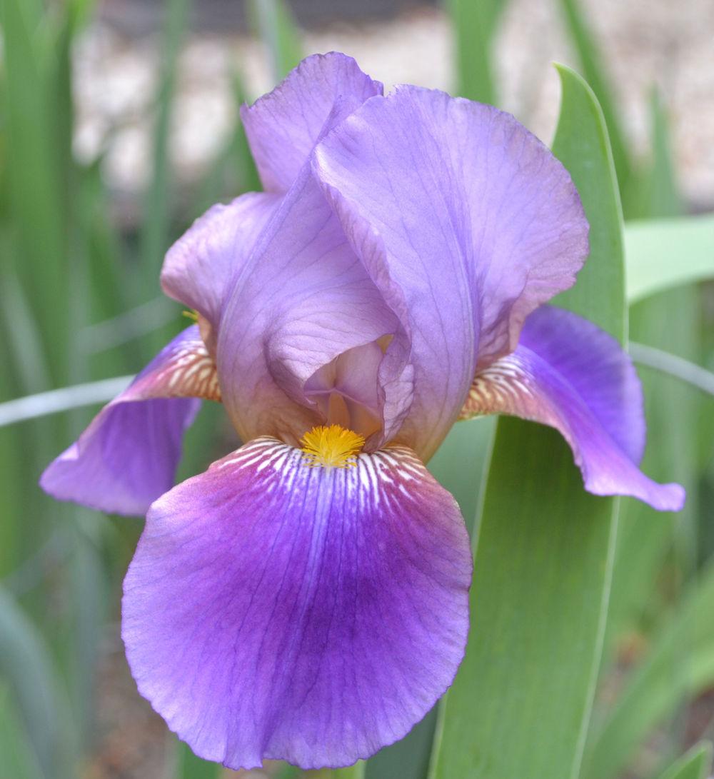 Photo of Tall Bearded Iris (Iris 'Lent A. Williamson') uploaded by aikenforflowers