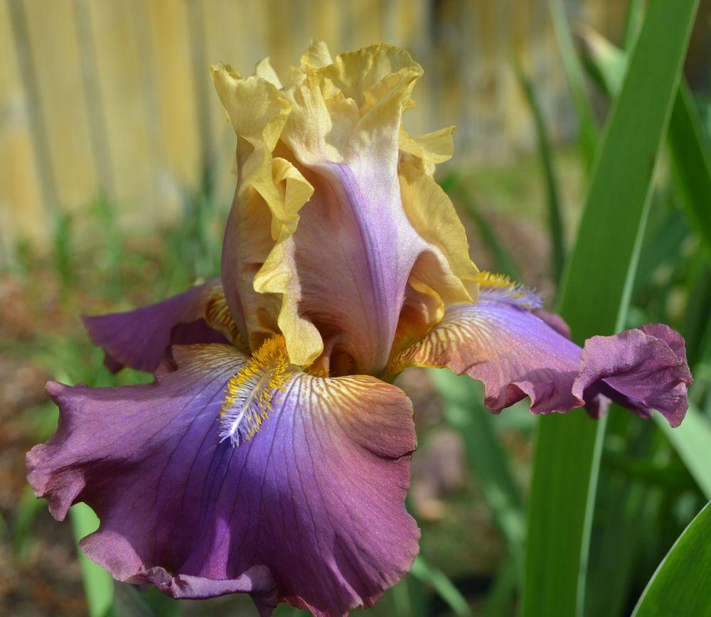 Photo of Tall Bearded Iris (Iris 'Trillion') uploaded by aikenforflowers