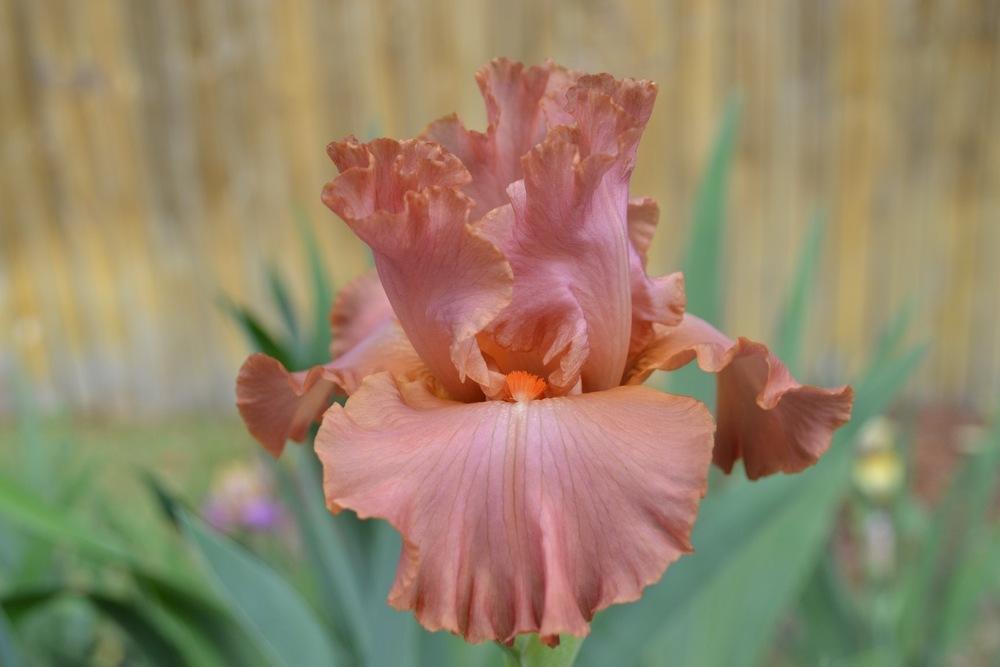 Photo of Irises (Iris) uploaded by aikenforflowers