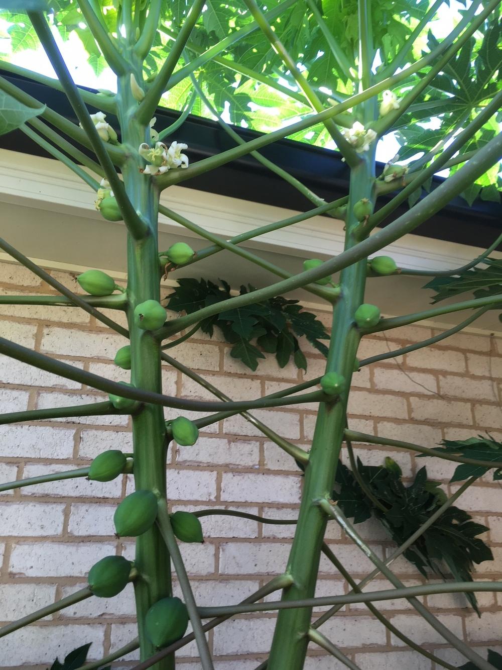 Photo of Papaya (Carica papaya) uploaded by carolem