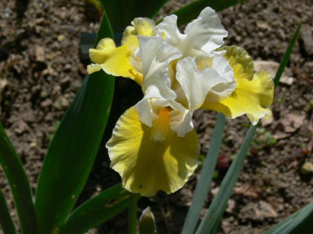 Photo of Intermediate Bearded Iris (Iris 'Protocol') uploaded by janwax