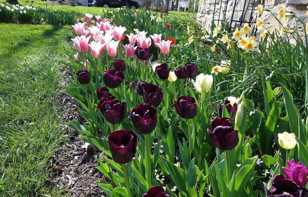 Photo of Triumph Tulip (Tulipa 'Paul Scherer') uploaded by mantisOH