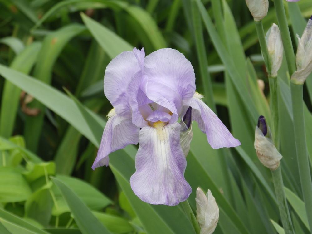 Photo of Irises (Iris) uploaded by pdermer1x