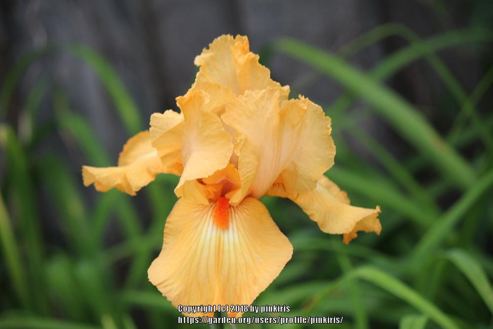 Photo of Border Bearded Iris (Iris 'Orange Pop') uploaded by pinkiris