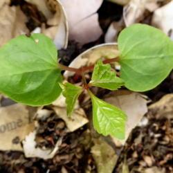 Location: Northeastern, Texas
Date: 2018-04-20
Virginia Creeper will often start out with three leaves (looking 