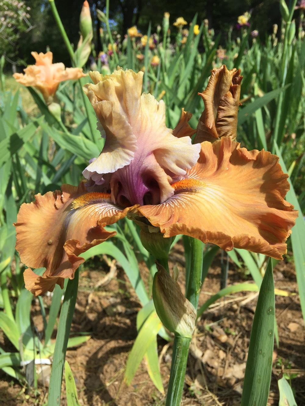 Photo of Tall Bearded Iris (Iris 'Cinderella's Secret') uploaded by Charriet