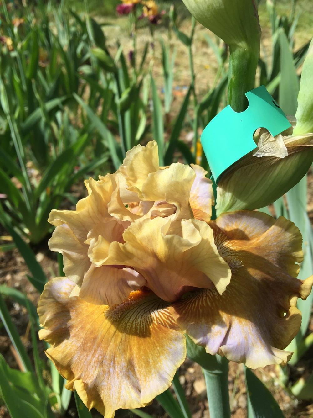 Photo of Tall Bearded Iris (Iris 'Bush Honey') uploaded by Charriet