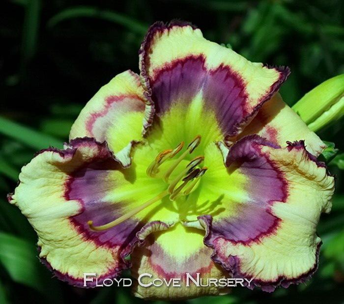 Photo of Daylily (Hemerocallis 'Colorful Impressions') uploaded by DaylilySLP