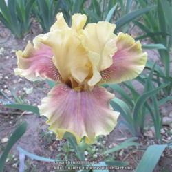 Location: Las Cruces, NM
Date: 2018-04-18
Iris Grand Canyon Gold