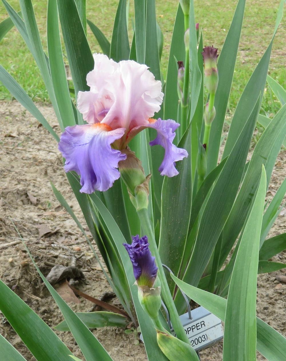 Photo of Tall Bearded Iris (Iris 'Skyhopper') uploaded by QHBarbie