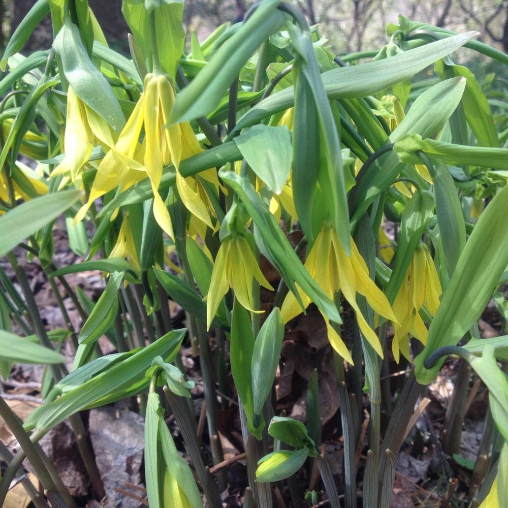 Photo of Large-flowered Bellwort (Uvularia grandiflora) uploaded by csandt