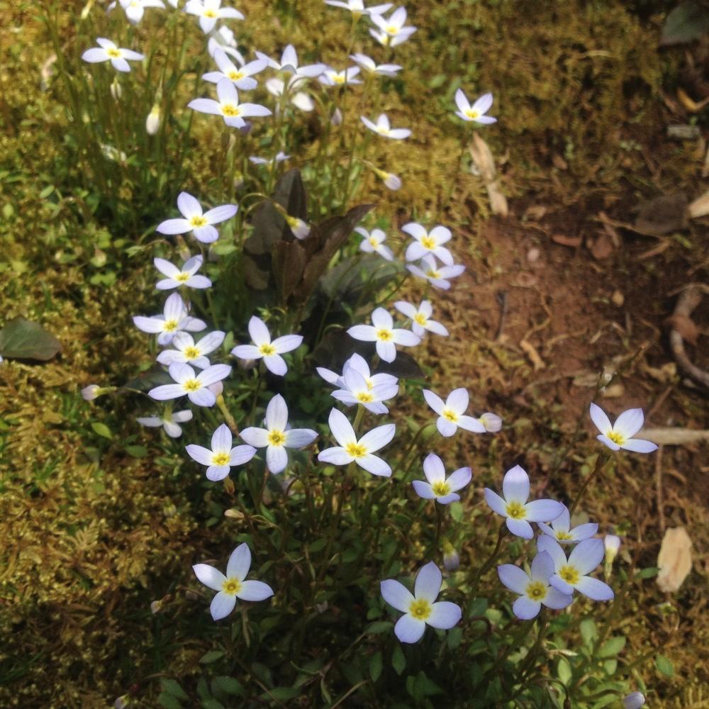 Photo of Bluets (Houstonia caerulea) uploaded by csandt
