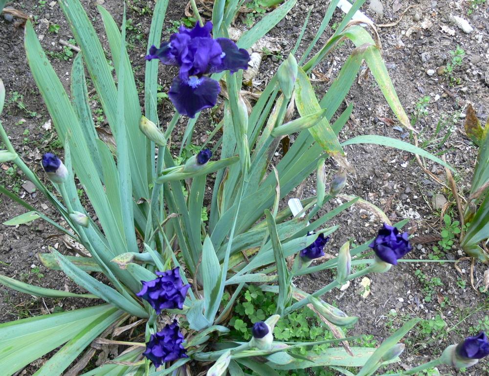 Photo of Intermediate Bearded Iris (Iris 'Star in the Night') uploaded by janwax