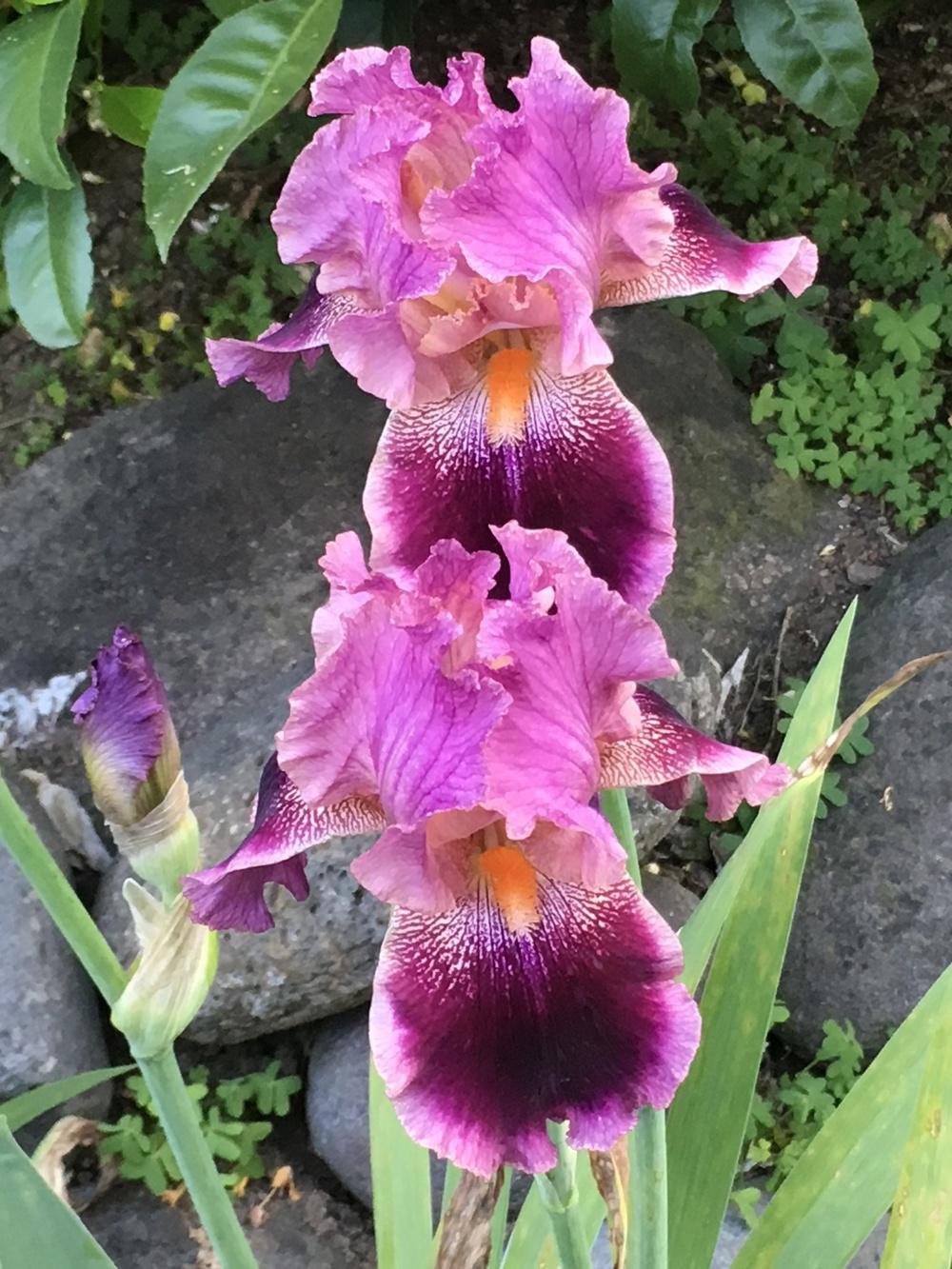 Photo of Tall Bearded Iris (Iris 'Spin-Off') uploaded by lilpod13