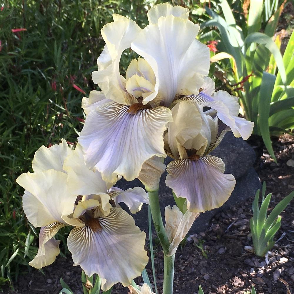 Photo of Tall Bearded Iris (Iris 'Green and Gifted') uploaded by lilpod13