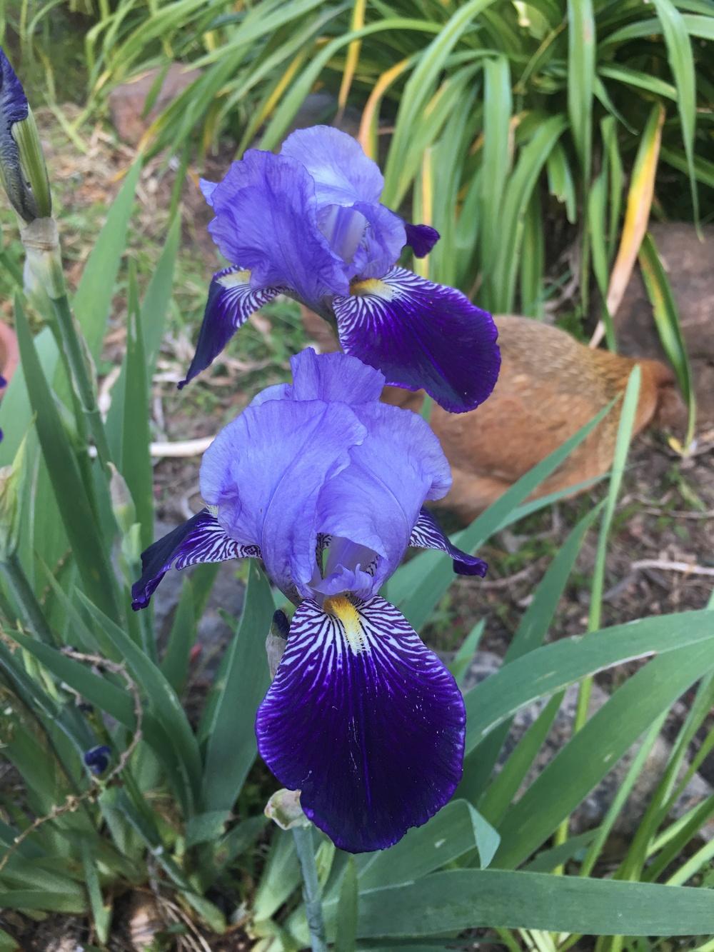 Photo of Tall Bearded Iris (Iris 'Perfection') uploaded by Calif_Sue