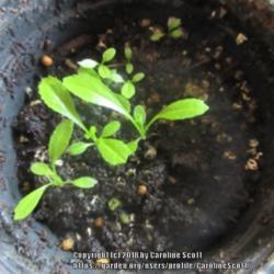 Location: Calgary
Date: 2018-04-23 
6 or 7 weeks from sowing