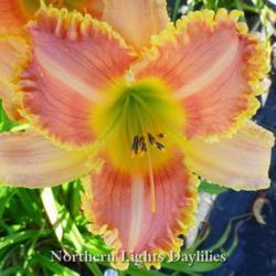 
Date: 2014-07-27
Photo courtesy of Northern Lights Daylilies