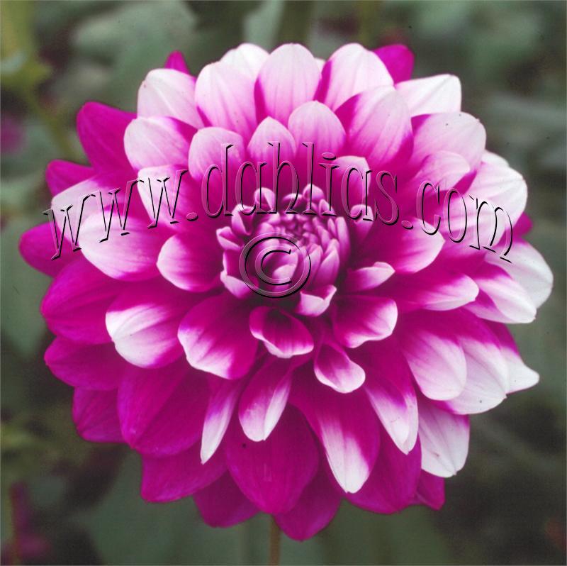 Photo of Dahlia 'Patches' uploaded by Joy