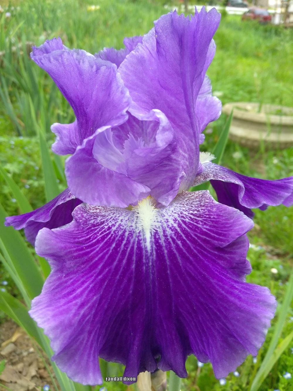 Photo of Tall Bearded Iris (Iris 'Daughter of Stars') uploaded by arilbred