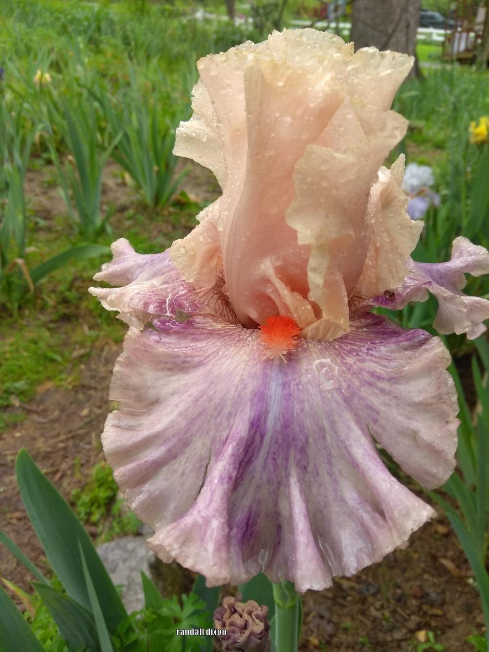 Photo of Tall Bearded Iris (Iris 'Fruited Plain') uploaded by arilbred