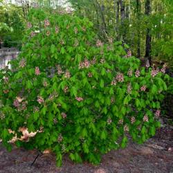 Location: Botanical Gardens of the State of Georgia...Athens, Ga
Date: 2018-04-21
Red Horse Chestnut 002