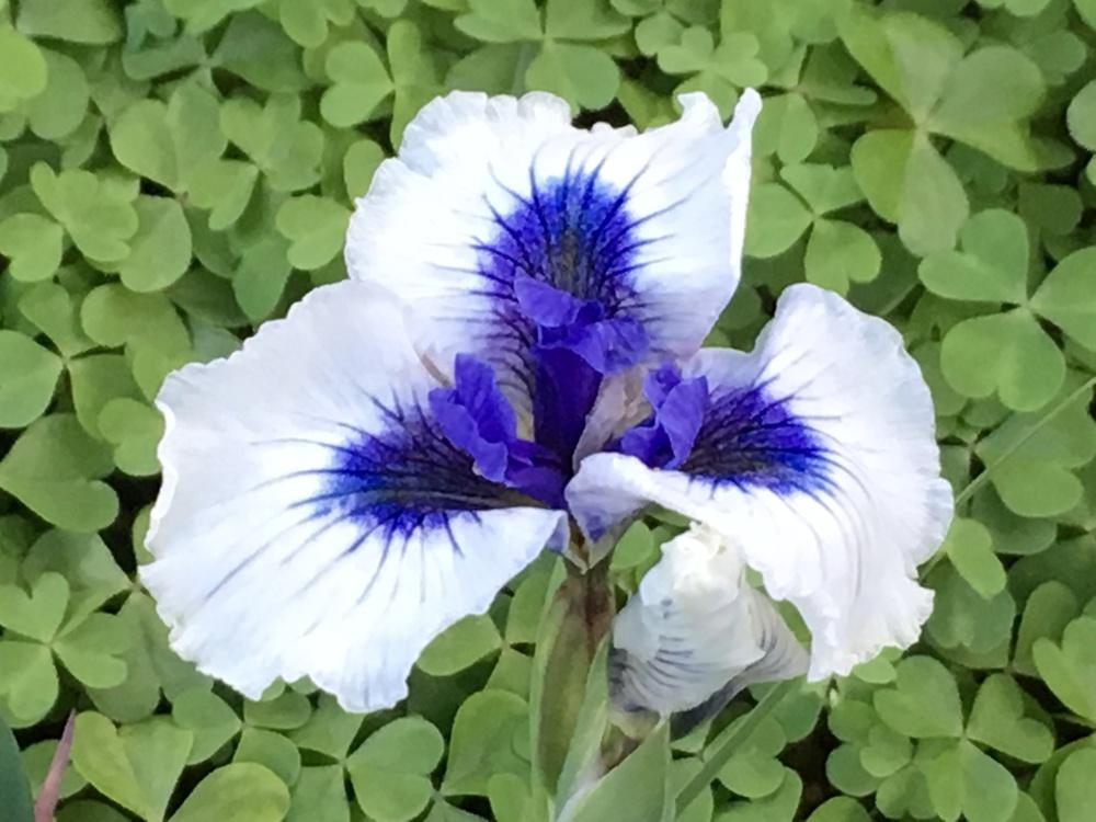 Photo of Pacific Coast Iris (Iris 'California Born') uploaded by lilpod13