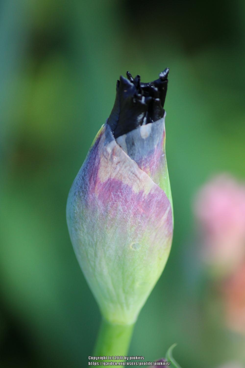Photo of Tall Bearded Iris (Iris 'Superstition') uploaded by pinkiris