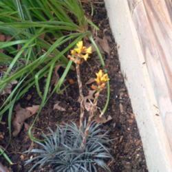 Location: raised succulent bed
Date: 2018-04-23
This diminutive Dyckia has delightfully fragrant blooms.