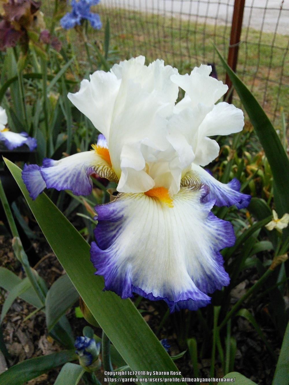 Photo of Tall Bearded Iris (Iris 'Revision') uploaded by Altheabyanothername