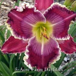 
Date: 4000-04-25
Photo courtesy of 5-Acre Farm Daylilies