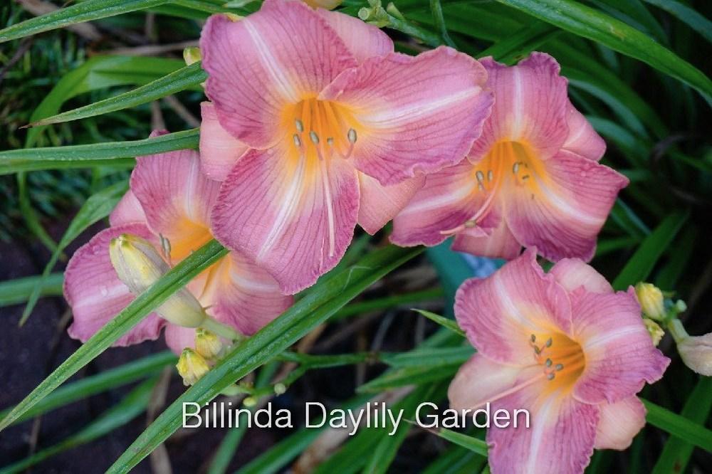Photo of Daylily (Hemerocallis 'Voluptuous Pink') uploaded by DaylilySLP