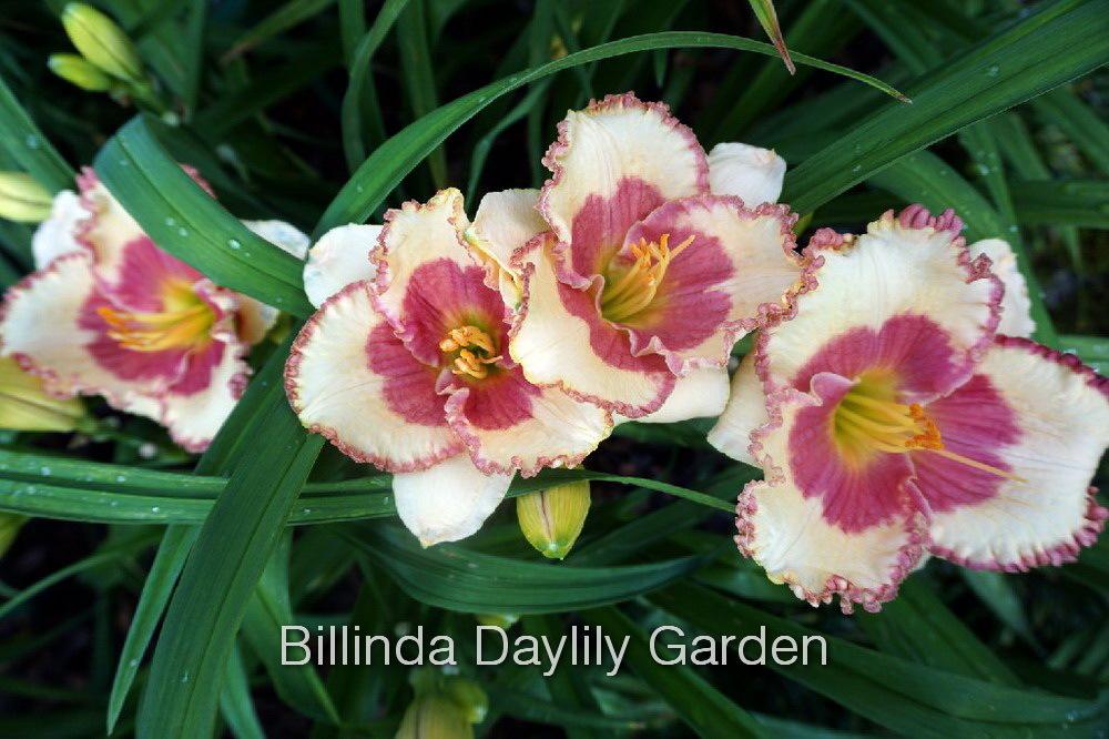Photo of Daylily (Hemerocallis 'Strawberry Lace') uploaded by DaylilySLP