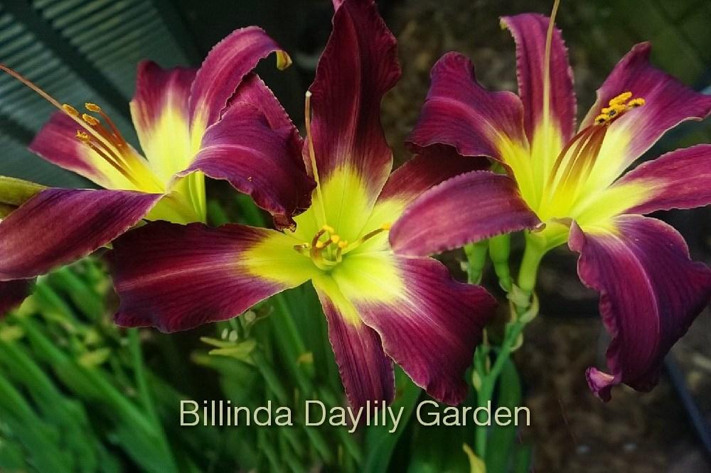 Photo of Daylily (Hemerocallis 'Aliens in the Garden') uploaded by DaylilySLP