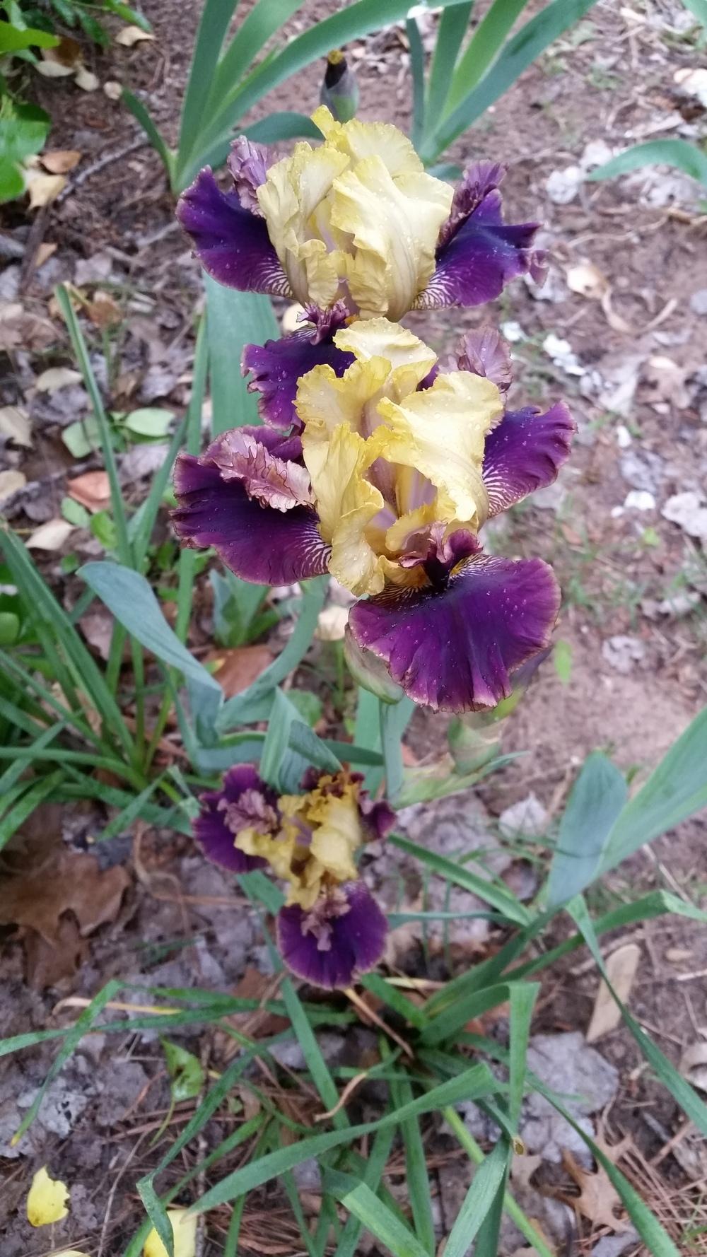 Photo of Tall Bearded Iris (Iris 'Rocket Randy') uploaded by FAIRYROSE