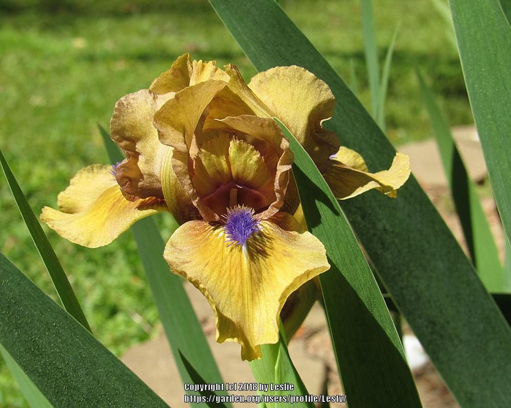Photo of Standard Dwarf Bearded Iris (Iris 'Aladdin's Flame') uploaded by Lestv