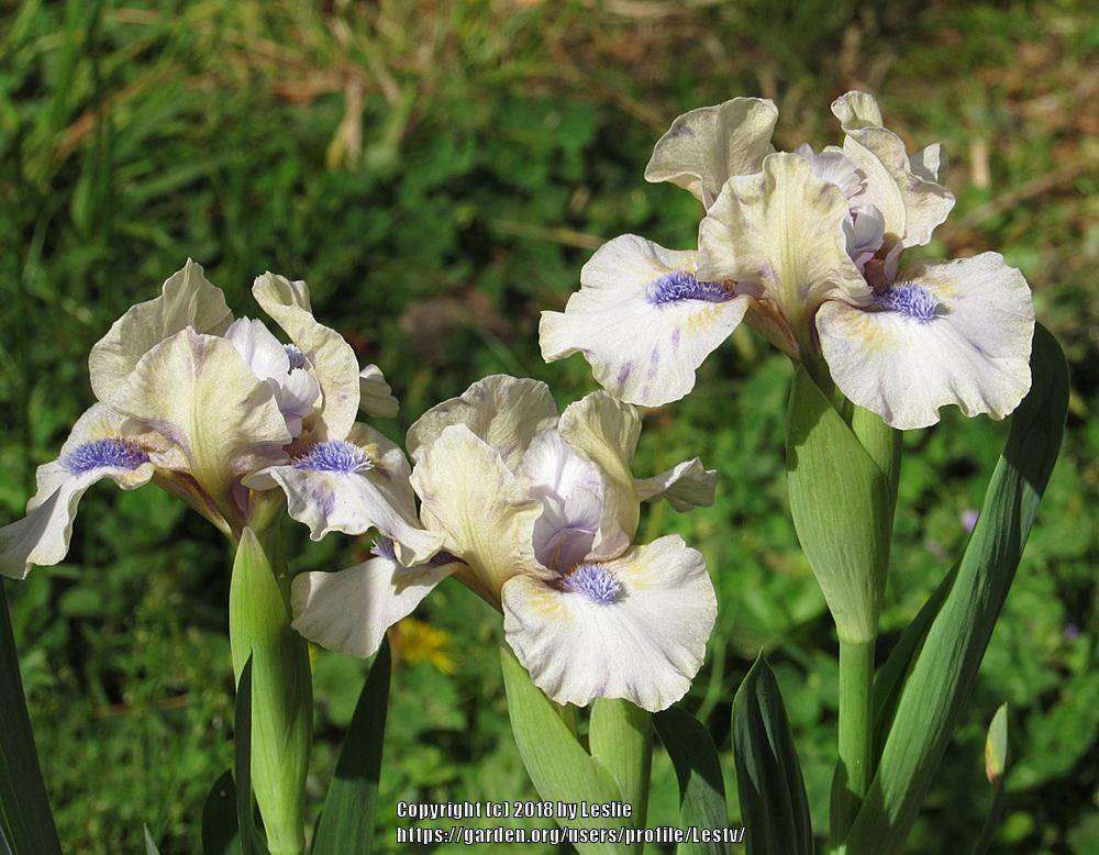 Photo of Standard Dwarf Bearded Iris (Iris 'Blue Oasis') uploaded by Lestv
