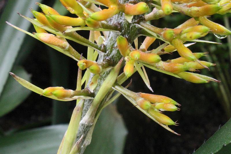 Photo of Bromeliad (Aechmea caudata) uploaded by RuuddeBlock