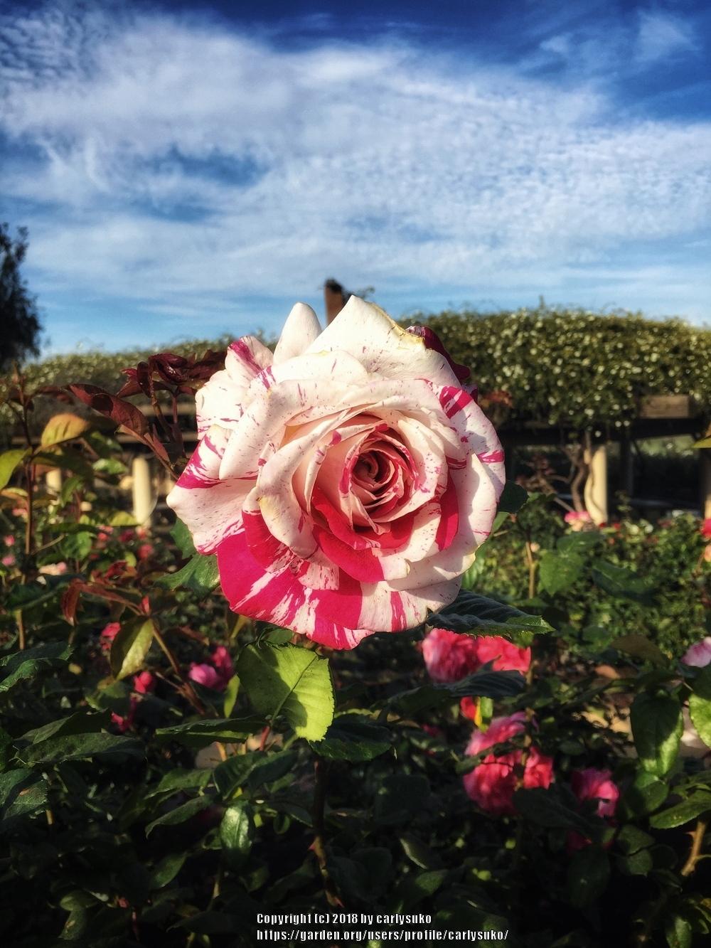 Photo of Rose (Rosa 'Neil Diamond') uploaded by carlysuko